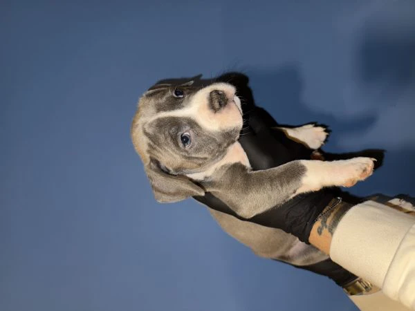 cuccioli blue amstaff