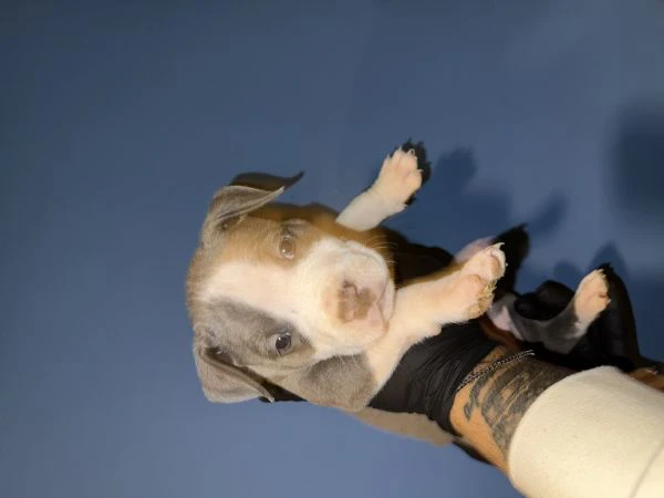 cuccioli blue amstaff | Foto 2