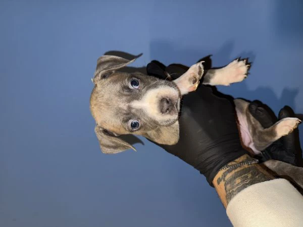 cuccioli blue amstaff | Foto 0