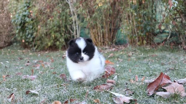 cuccioli di pomerania con pedigree | Foto 2