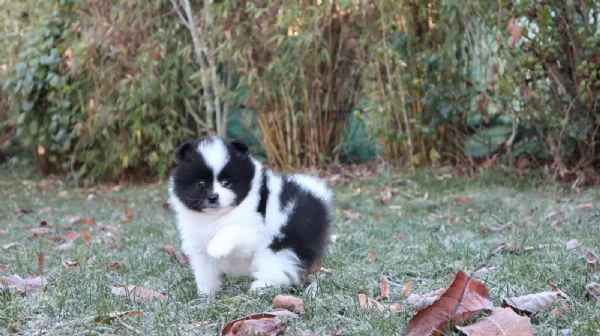 cuccioli di pomerania con pedigree | Foto 1
