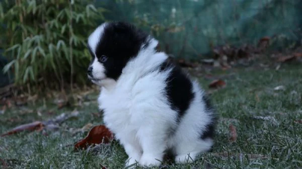 cuccioli di pomerania con pedigree | Foto 0