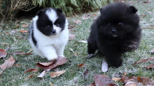 cuccioli di pomerania con pedigree
