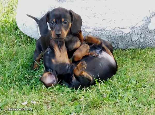 disponibili cuccioli di bassotto tedesco. | Foto 2