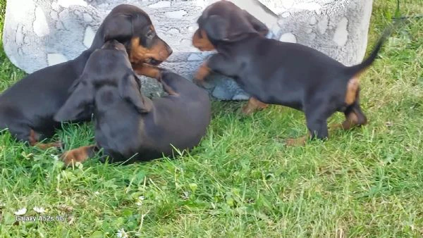 disponibili cuccioli di bassotto tedesco. | Foto 1