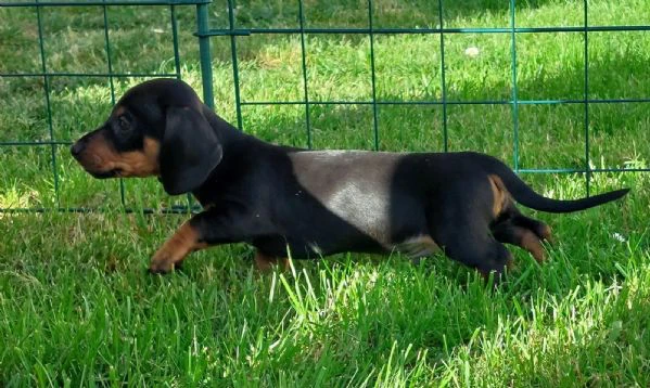 disponibili cuccioli di bassotto tedesco. | Foto 0