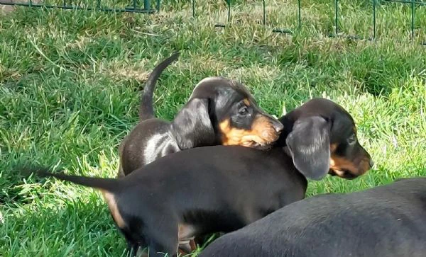 disponibile cucciolo di bassotto per adozione!