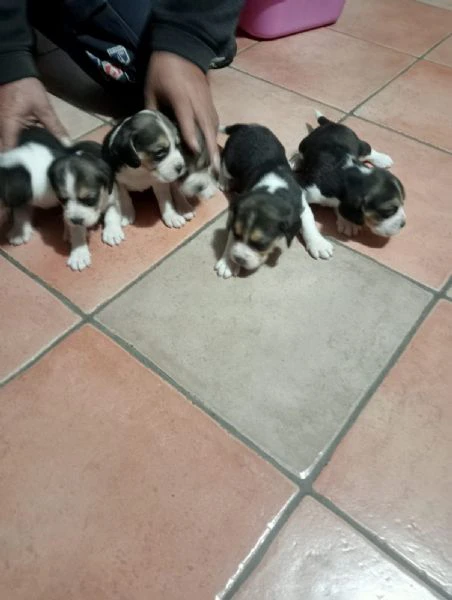 cuccioli di beagle | Foto 4