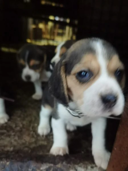 cuccioli di beagle | Foto 3