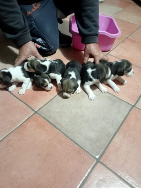 cuccioli di beagle | Foto 2