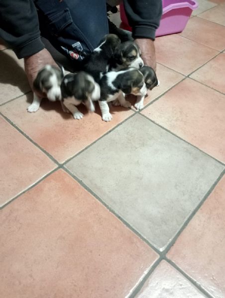 cuccioli di beagle | Foto 1