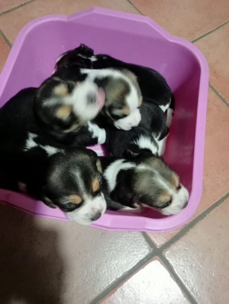 cuccioli di beagle