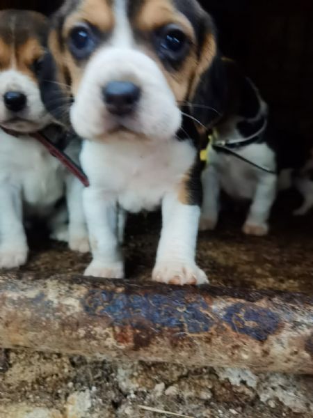 cuccioli di beagle | Foto 0