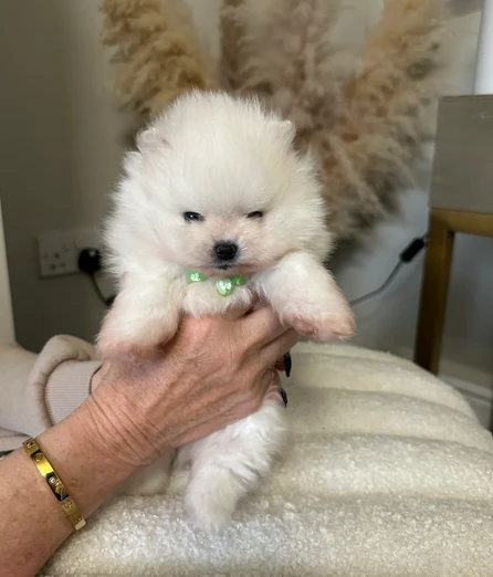 piccolo volpin di pomeran | Foto 1