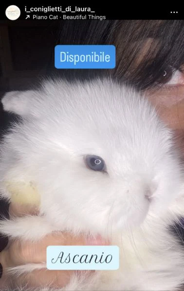 coniglietti minilop  | Foto 3