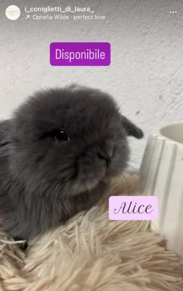 coniglietti minilop  | Foto 2