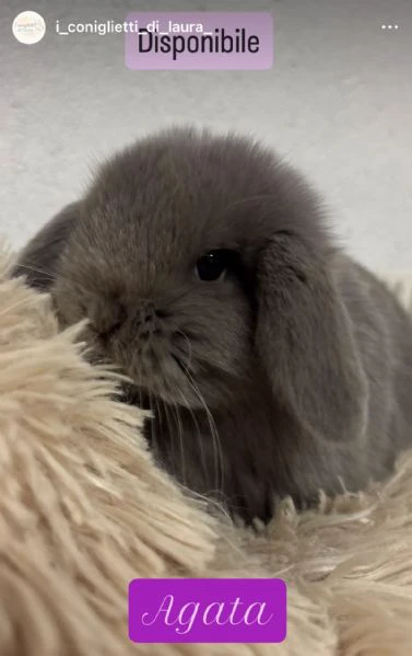 coniglietti minilop  | Foto 1