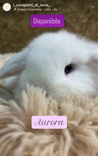 coniglietti minilop  | Foto 0