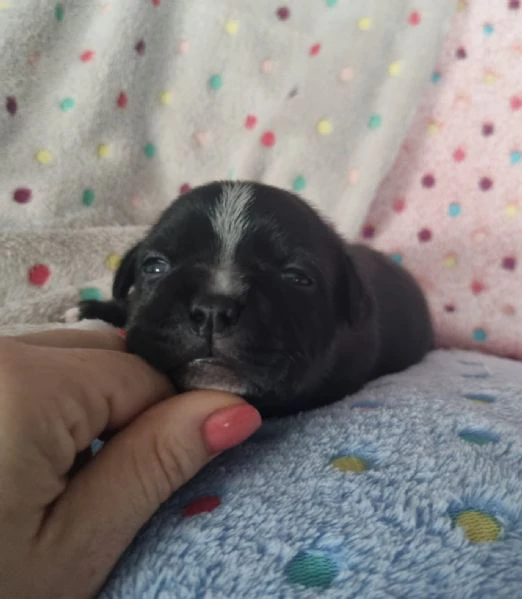 staffordshire bull terrier cuccioli  | Foto 6