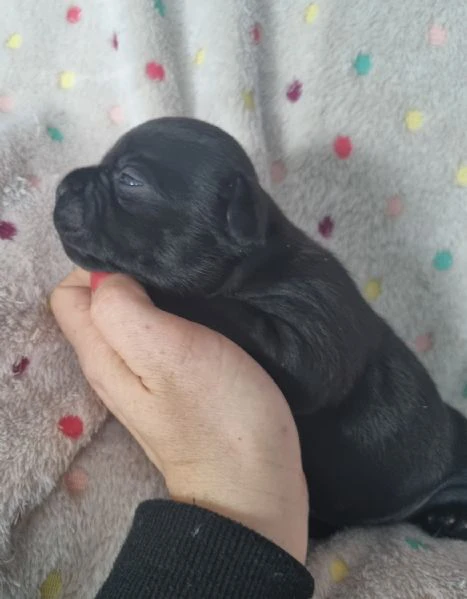 staffordshire bull terrier cuccioli  | Foto 5
