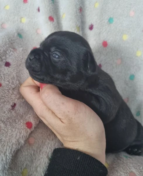 staffordshire bull terrier cuccioli  | Foto 4