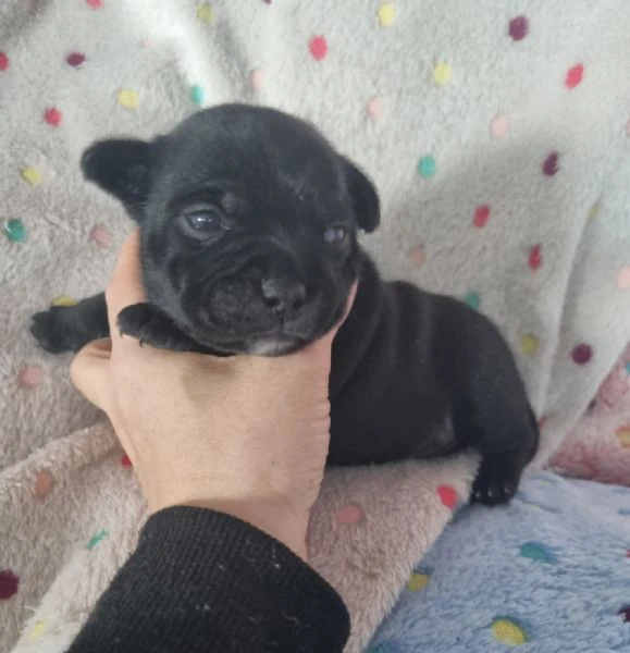 staffordshire bull terrier cuccioli  | Foto 3