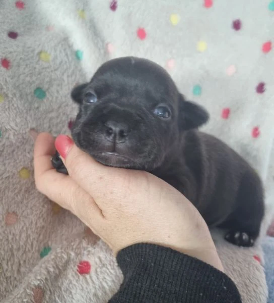 staffordshire bull terrier cuccioli  | Foto 2