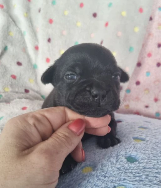 staffordshire bull terrier cuccioli 