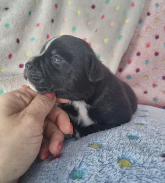staffordshire bull terrier cuccioli  | Foto 1