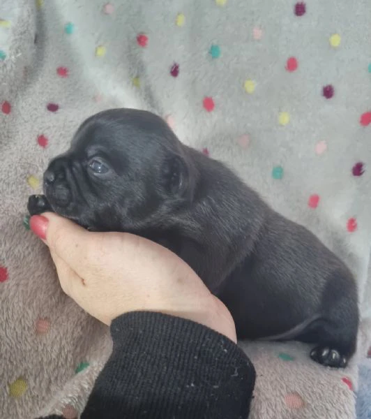 staffordshire bull terrier cuccioli  | Foto 0
