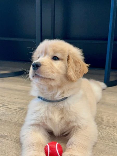 cucciole di golden retriever