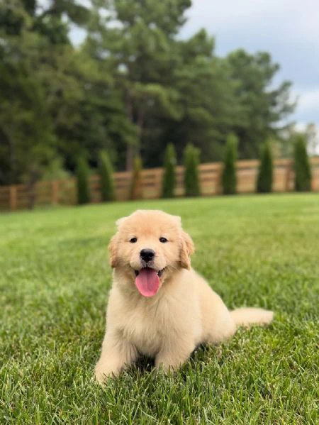 cucciole di golden retriever | Foto 2