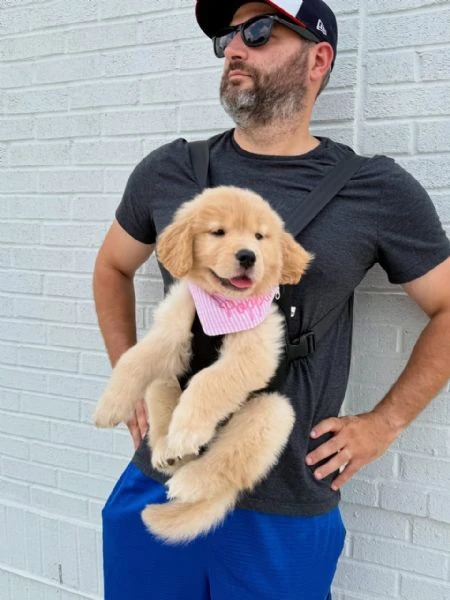 cucciole di golden retriever | Foto 0