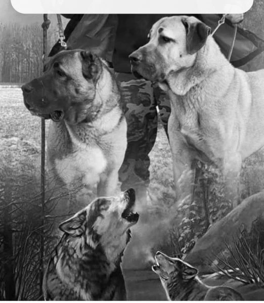 cerco cucciolo di alabai o kangal