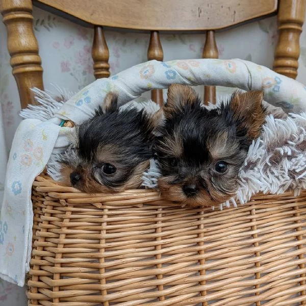 disponibile cuccioli di york shire di 75 giorni,con libretto sanitario | Foto 0