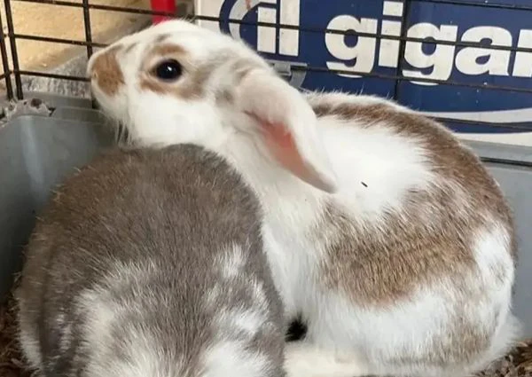 cucciolo di coniglio nano ariete