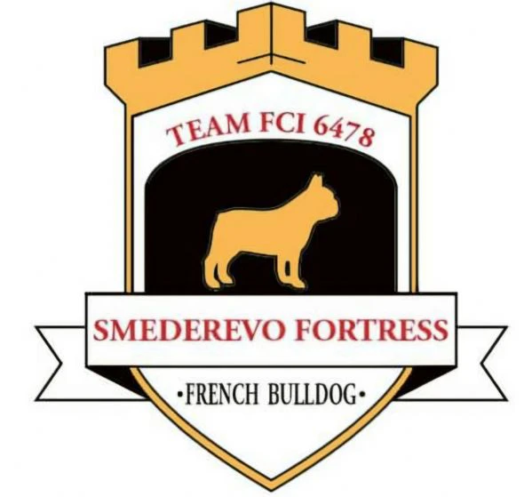 bulldog francese – cuccioli bellissimi | Foto 5