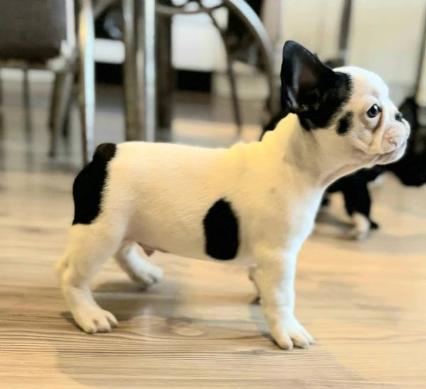 bulldog francese – cuccioli bellissimi | Foto 4