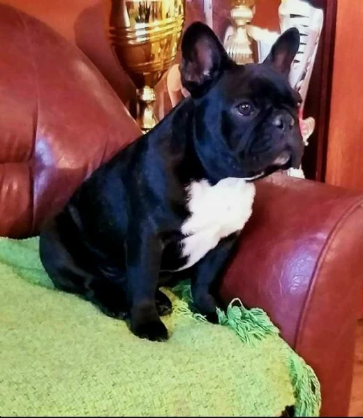bulldog francese – cuccioli bellissimi | Foto 3