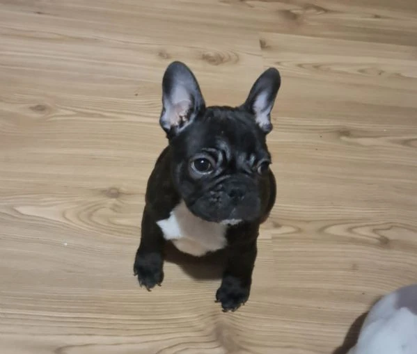 bulldog francese – cuccioli bellissimi | Foto 2