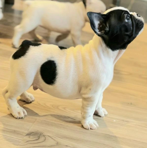 bulldog francese – cuccioli bellissimi | Foto 1