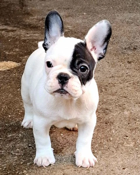 bulldog francese – cuccioli bellissimi