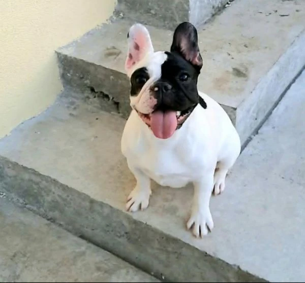 bulldog francese – cuccioli bellissimi | Foto 0