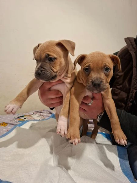 cuccioli pitbull red nose, blue nose e black nose | Foto 2