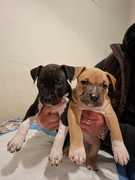 cuccioli pitbull red nose, blue nose e black nose | Foto 1