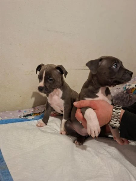 cuccioli pitbull red nose, blue nose e black nose | Foto 0