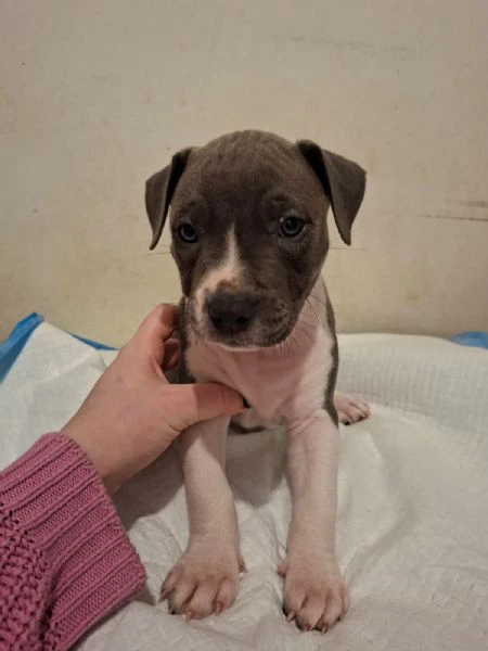 cuccioli pitbull red nose, blue nose e black nose