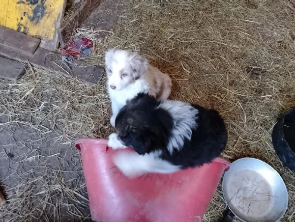 pastori australiani | Foto 6