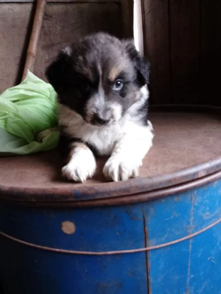 pastori australiani | Foto 5