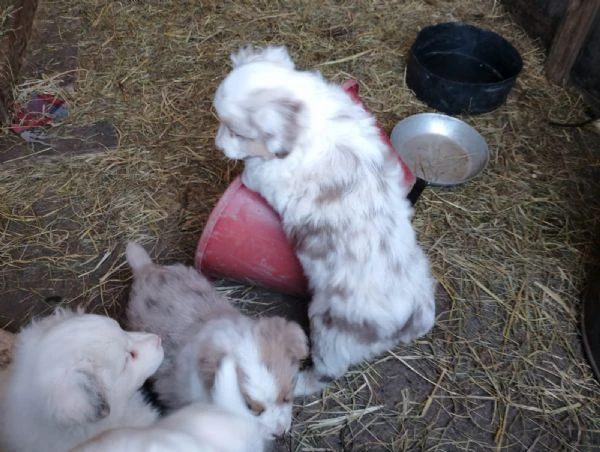 pastori australiani | Foto 4